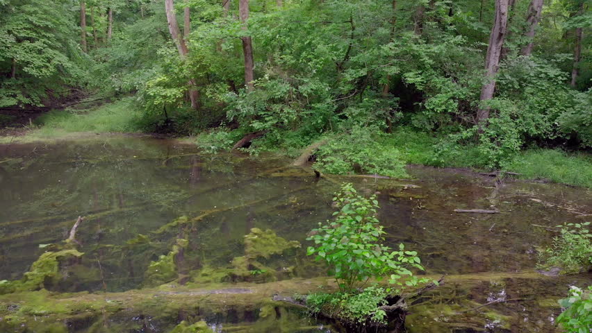 Pond in middle of forest during morning hours