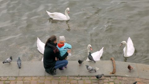 mother and her little child are throwing bread to white wild swans, standing on embankment