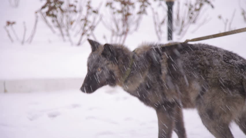 wolf on a leash