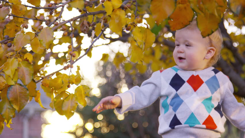 Toddler boy touches yellow leaves high up in a tree