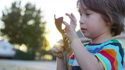 A boy carefully studies the texture of a large brown leaf at sunset