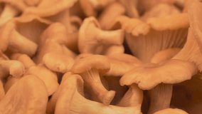 Mushrooms chanterelles top view rotation. 4k video background.