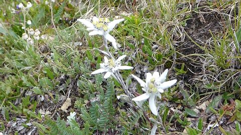 Endangered flower Edelweiss on an alpine field is shaken by the wind, the scientific name is Leontopodium alpinum