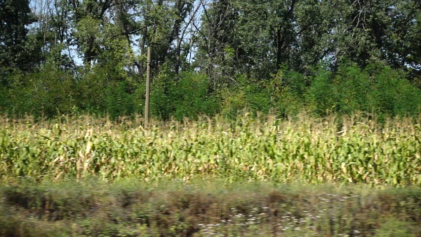 Rural landscape. Shooting in the movement.