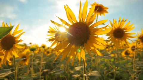 Sunset over the field of sunflowers against a cloudy sky. harvesting agriculture sunflowers field concept nature. Beautiful summer landscape agriculture. slow motion video. field lifestyle of blooming