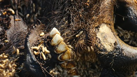 Close on maggots crawling around dead bison’s mouth and nose