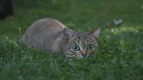 Cat moving stealthily on green grass to attack
