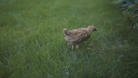 footage little chick walking outdoors on green grass. 4k video