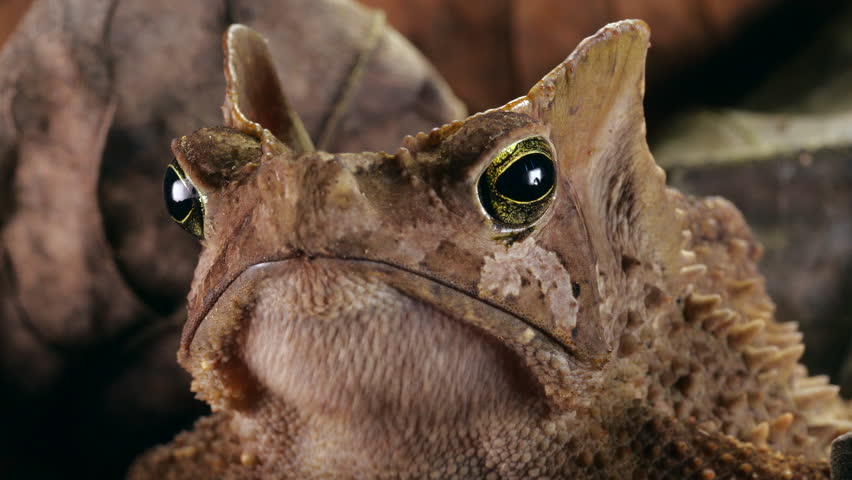 Crested Forest Toad (Rhinella margaritifera), camouflaged in the leaf litter in the Ecuadorian Amazon