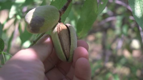 Almond on tree, hand
