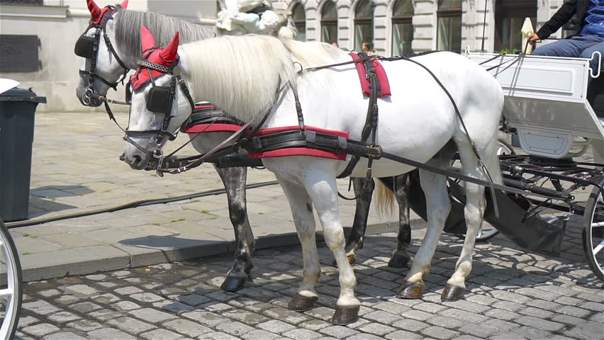 Pair of horses and carriage on the street in Vienna, Austria