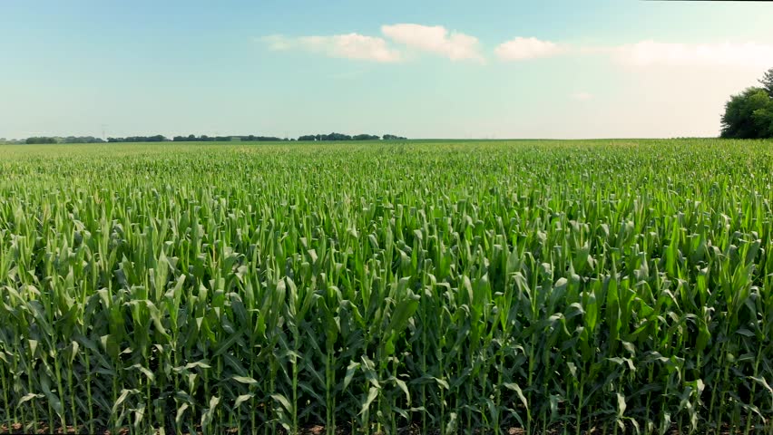 Drone footage of the tops of corn stalks on a farm with bright sunny blue sky and clouds.