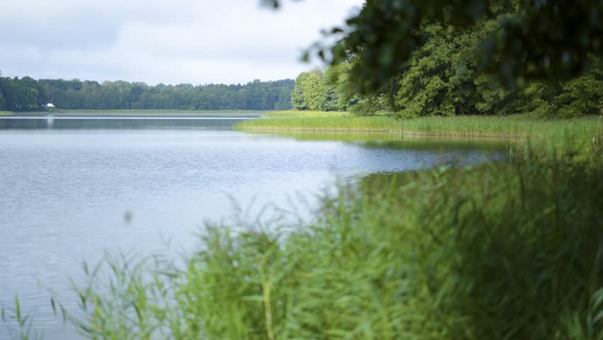 Water side coast with reeds 