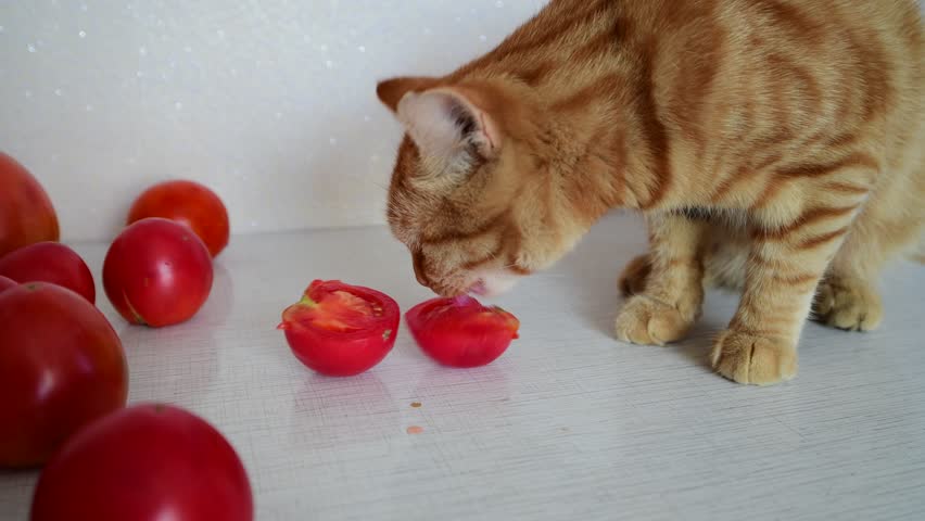 tomatoes and cats