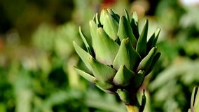 Freshly harvested artichoke in a garden. Royalty high-quality free stock video footage of fresh artichokes in garden with sunshine. Artichokes vegetables for a healthy diet