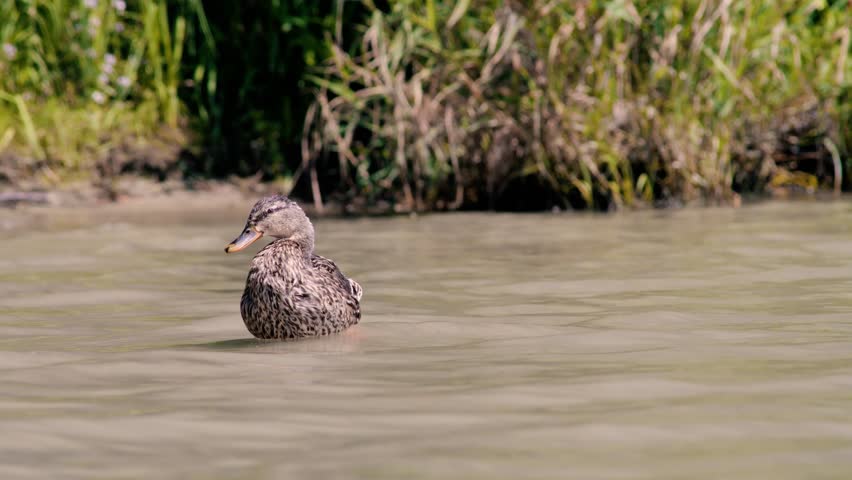 This is a duck chilling at the bank in linz.