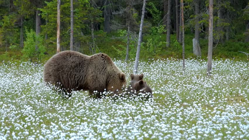 Brown bear mother with three cubs. Cubs are standing on their hind legs and leaning against mother bear.