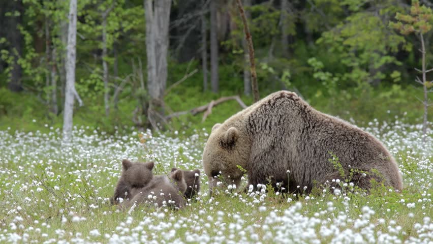 Brown bear mother with three cubs in the middle of the cotton grass in a Finnish bog