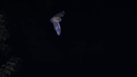 Common pipistrelle bat flying at night. Pipistrellus pipistrellus. Ultra slow motion hispeed 2000 fps