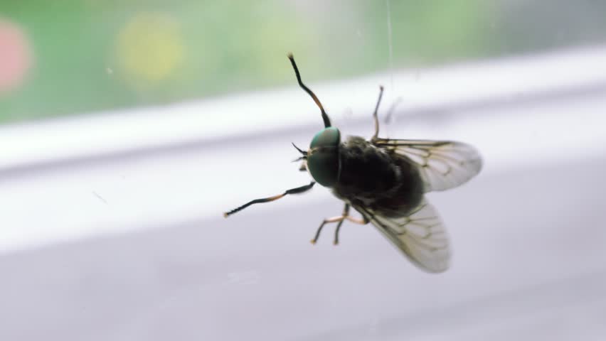 close up the fly on the window, on the glass, the concept of sanitation, dangerous insects, insect repellent, copy space Royalty-Free Stock Footage #1015751524