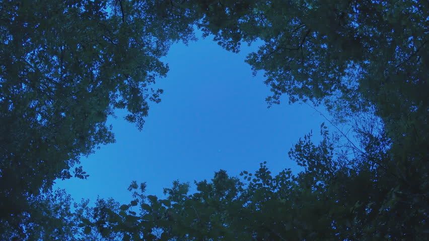 Night sky through the canopy of trees. Time lapse shot