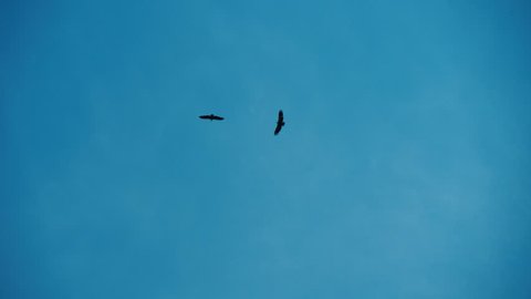 Two hawks soar in blue sky with their wings wide spread. Pair of birds fly