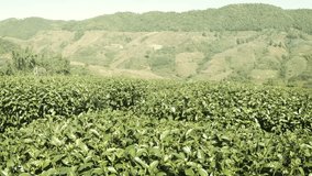 Tea bushes in neat. organized rows. growing on a hillside field. at this plantation in Chiang Mai. Thailand. Video FullHD