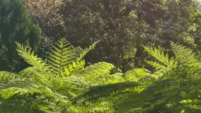 Tops of tree ferns. with their delicate fronds and leaves. swaying in a breeze in a Thai jungle wilderness. with sound.