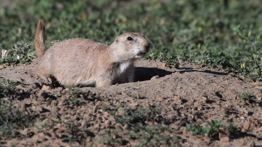 Prairie Dog Runs Up to Another Who is Chirping