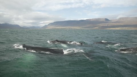 Humpback whales diving in slow motion. Iceland view from a boat. 