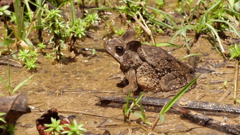 Crested Forest Toad (Rhinella margaritifera) leaping in slow motion from wet ground in the Ecuadorian Amazon