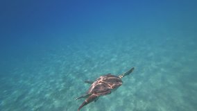 Sea turtle swims in blue sea water aquatic animal underwater video 4K