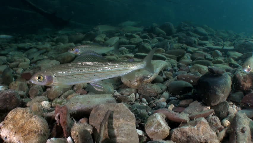 Trout Fishing Underwater in Stream Stock Footage Video (100% Royalty