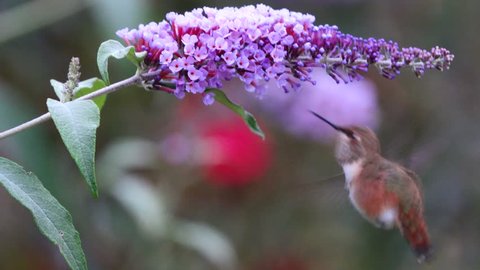 Rufous hummingbird and lilac flowers