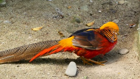 People Found An Exotic Real Life Phoenix But Turns Out It Was Just A Seagull Covered In Curry