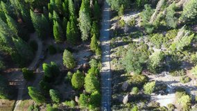 Aerial view of a car driving through the forest on a dirt road.