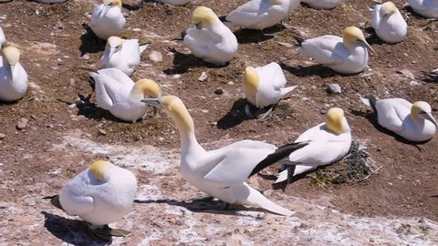 Closeup of white Gannet bird in colony nesting on cliff on Bonaventure Island in Perce, Quebec, Canada by Gaspesie, Gaspe region with one morus gathering nesting material