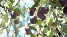 Ripe olive on a tree in closeup. 4K Video