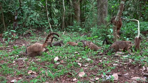 Cubs of ring-tailed Coati (Nasua nasua) are playing & digging the earth in search of food. Argentina