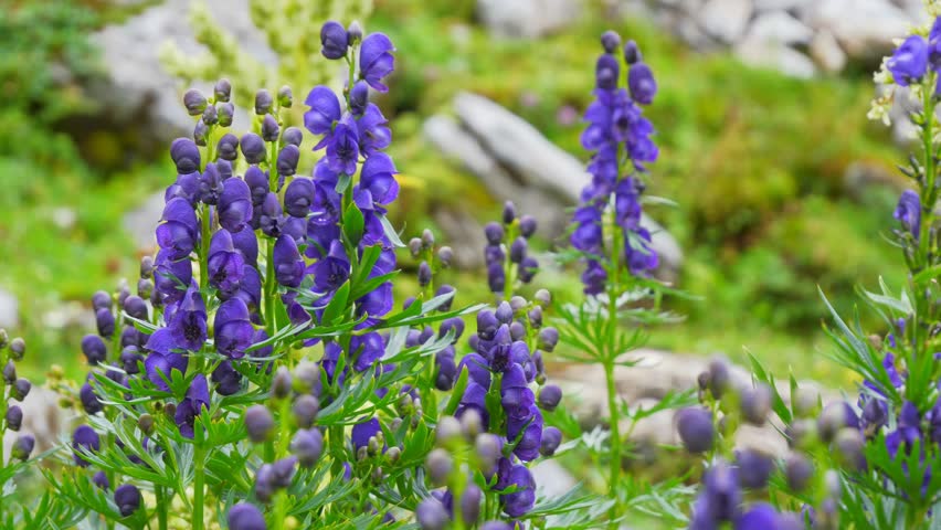Flower meadow with blue flowers, mountain scenery, close up