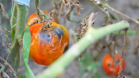 Tomatoes get sick by late blight at garden. Phytophthora infestans causes the serious tomatoes disease known as potato blight