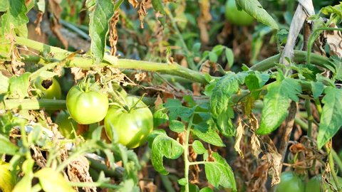 Dalat 26 October 2017 Vegetable Fields Stock Photo 743465560 | Shutterstock