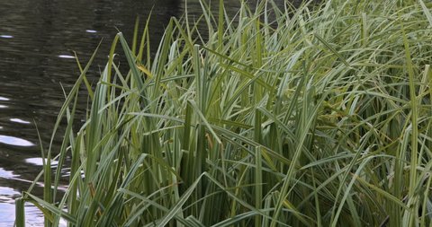 Reed grass plants close up above moor lake shore summer season