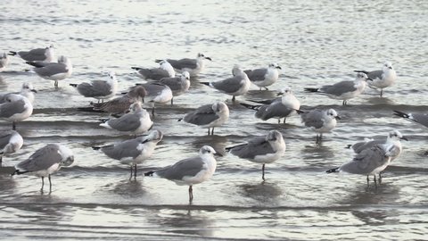 Seagulls in a group