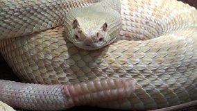 Rattlesnake moving tail with sound, close up video