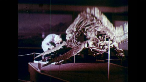 1950s: Man assembles skeleton of dinosaur.