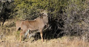 Kudu antelopes (Tragelaphus strepsiceros) feeding in natural habitat, South Africa