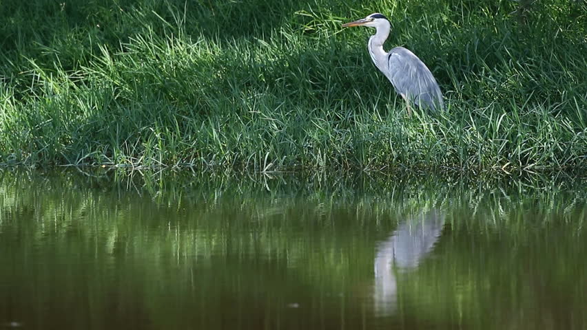 Grey heron (Ardea cinerea) standing motionless with reflection in water waiting for prey, South Africa