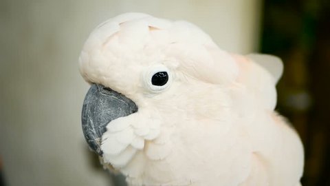 Salmon sulphur-crested cockatoo (Cacatua moluccensis), also known as the Moluccan or umbrella cockatoo. Portrait of white parrot, exotic endemic bird to tropical rainforest on islands of Indonesia