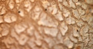 Porous and patterned surface of a mushroom in extreme closeup. Video DCI 4k